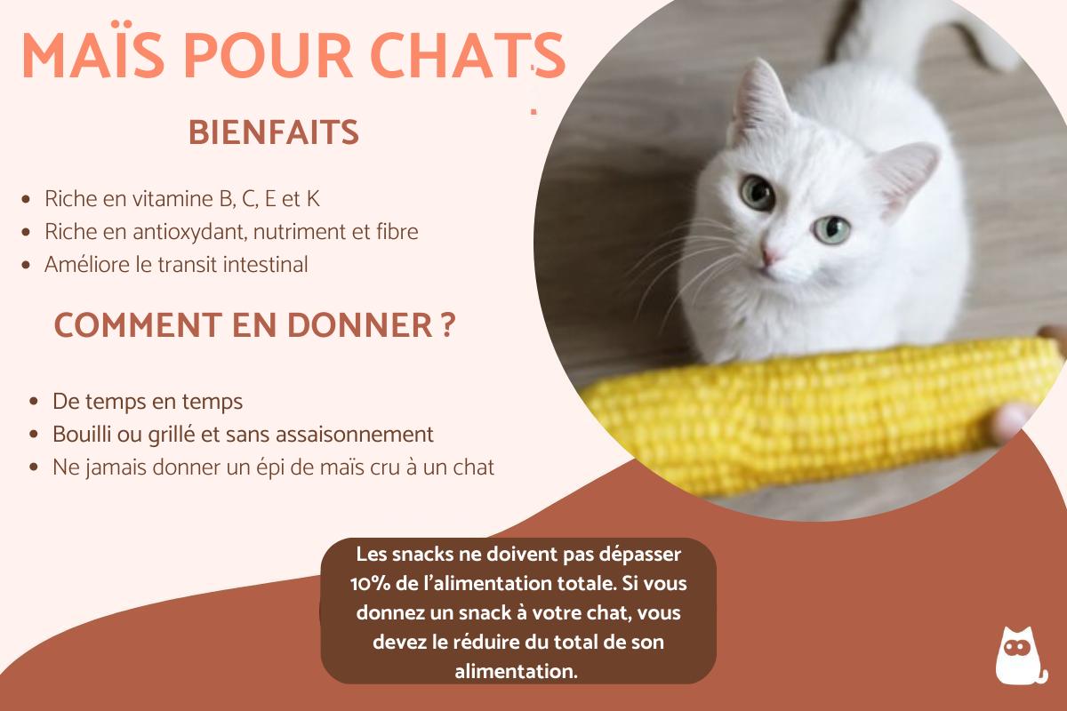 Le maïs est-il bon pour les chats ?