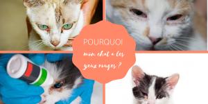 Pourquoi mon chat a les yeux rouges ?