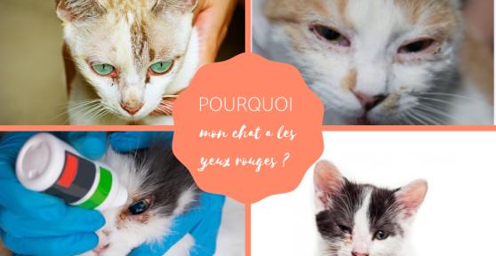 Pourquoi mon chat a les yeux rouges ?