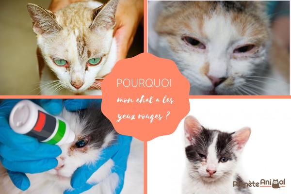Pourquoi mon chat a les yeux rouges ?