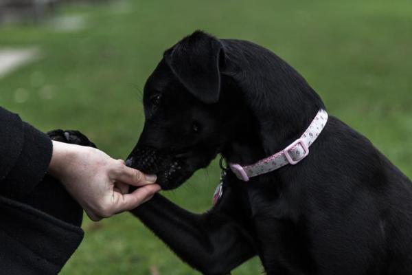 Parasites intestinaux chez le chien - Symptômes et traitement - Comment se débarrasser des parasites intestinaux chez le chien ?