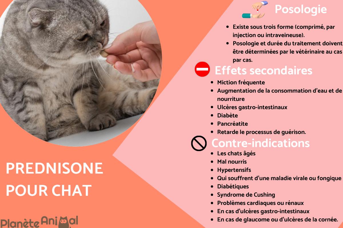 Prednisone pour chat - Posologie, usages et effets secondaires
