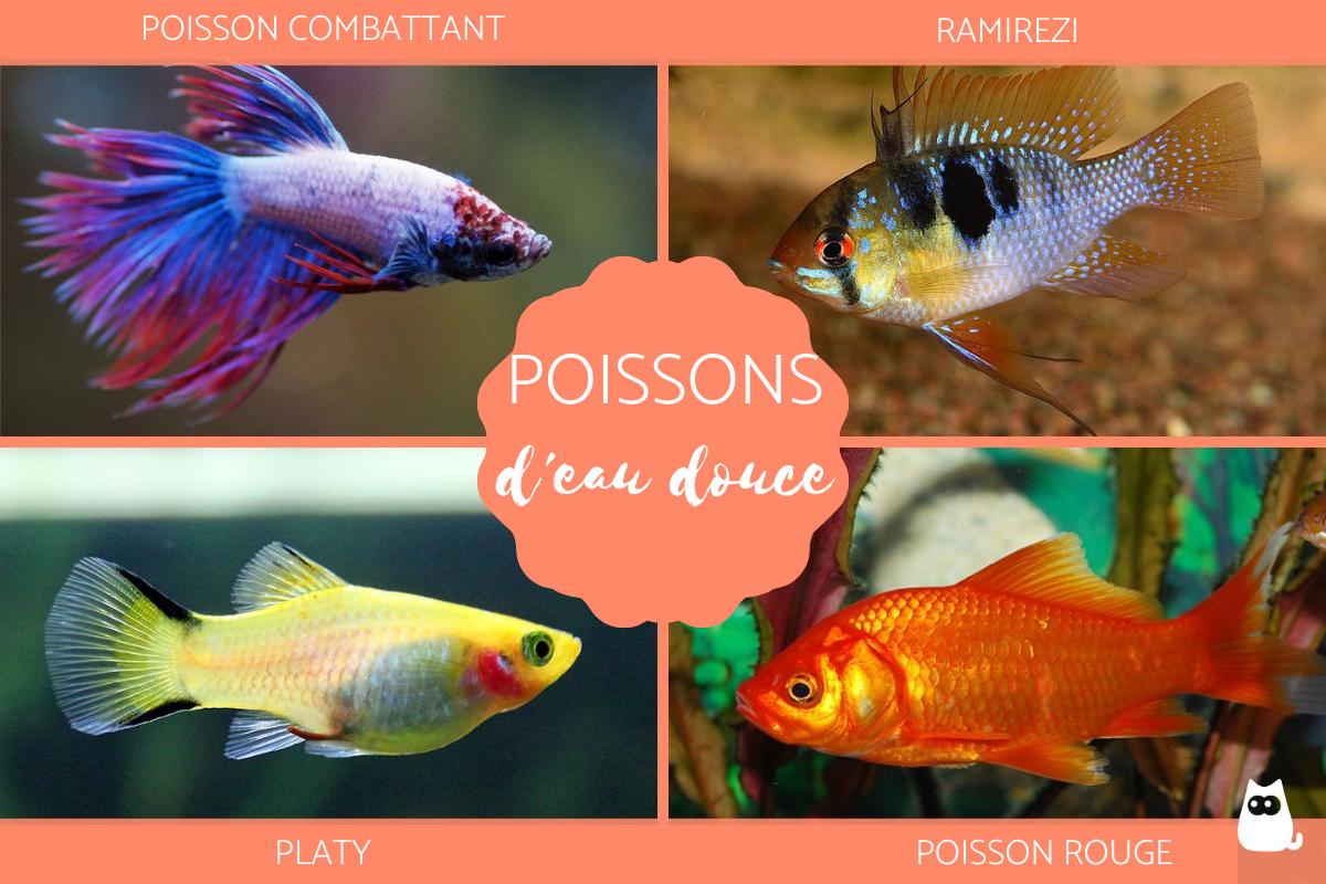 Poissons d'eau douce d'aquarium - Espèces, noms et photos