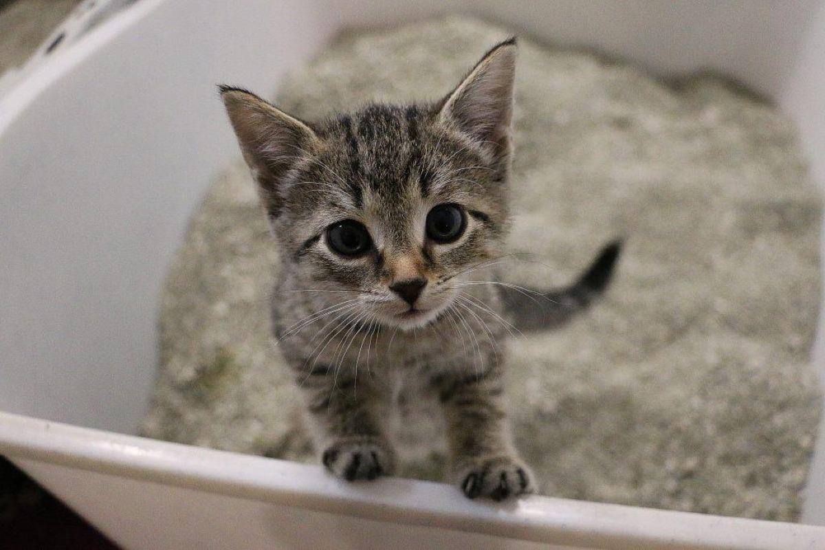 Fabriquer une litière biodégradable pour chat