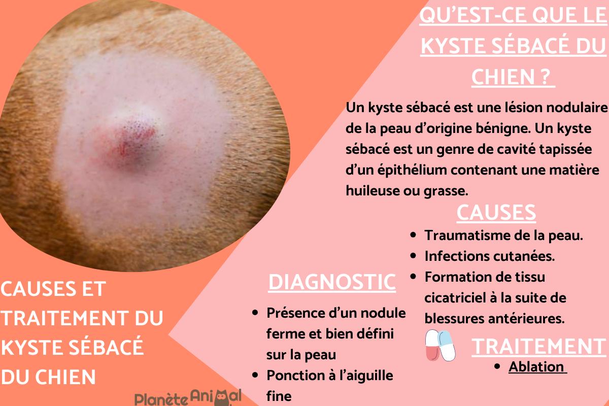 Kyste sébacé du chien - Traitement, causes et photos