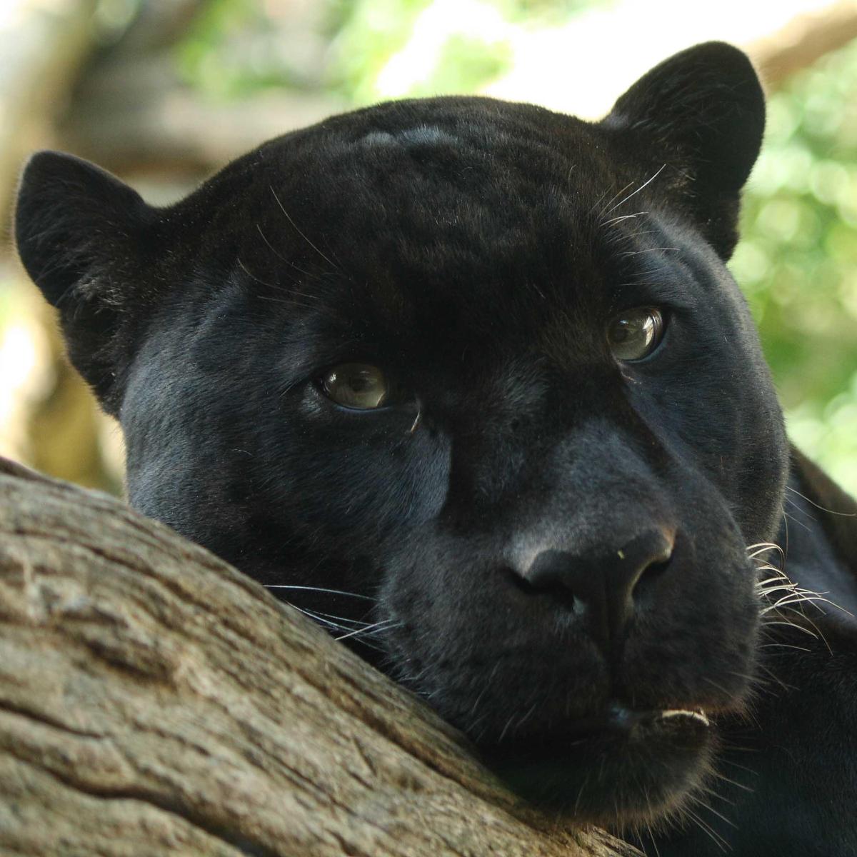 Le mélanisme chez les animaux : pourquoi sont-ils tout noirs ?