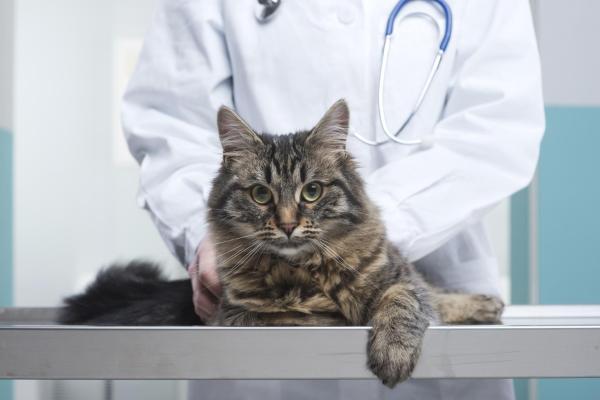 La lipidose hépatique du chat - Symptômes, causes et traitement - Maladie du foie chez le chat, la lipidose hépatique : le diagnostic