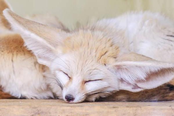 Les animaux les plus mignons du monde - Top 35 avec photos - 17. Fennec ou renard du désert (Vulpes zerda)