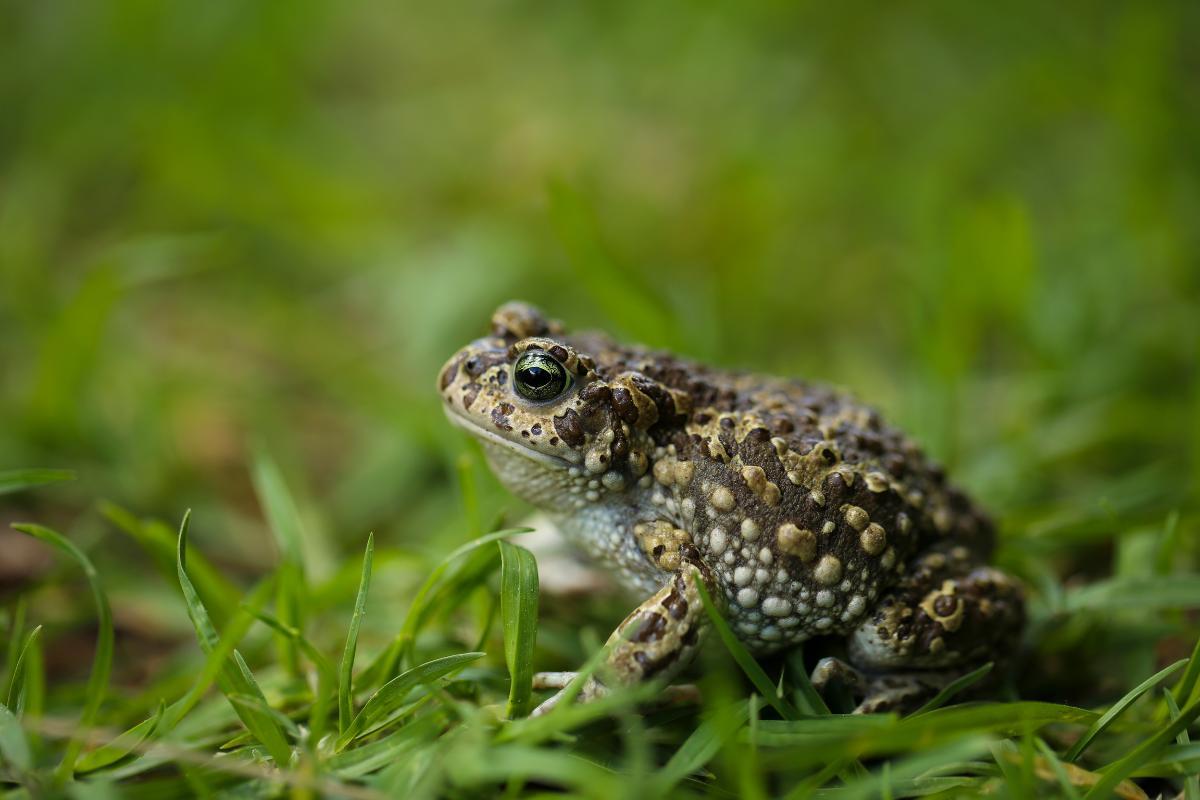 Comment Se Débarrasser Du Héros Scan Vf www.planeteanimal.com