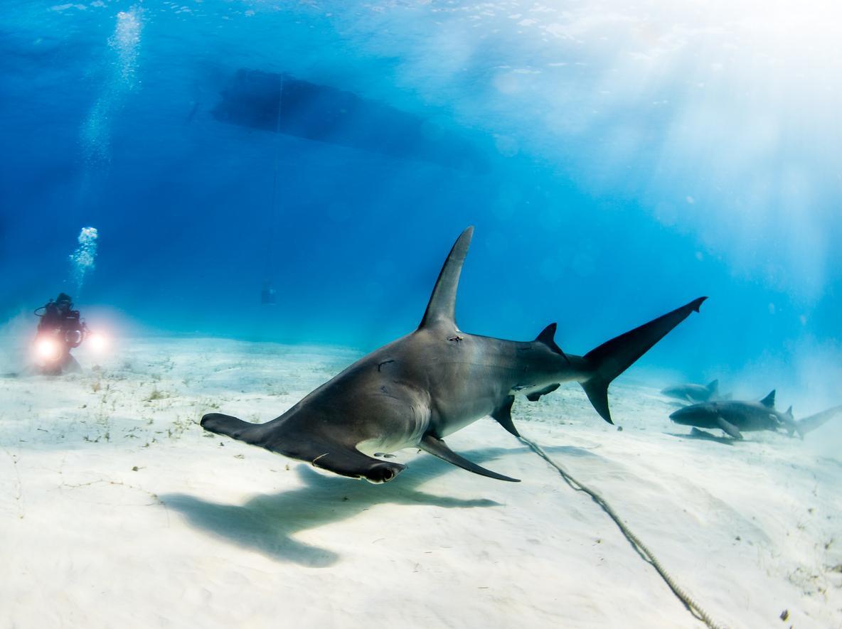 Les 10 Plus Grands Requins Du Monde