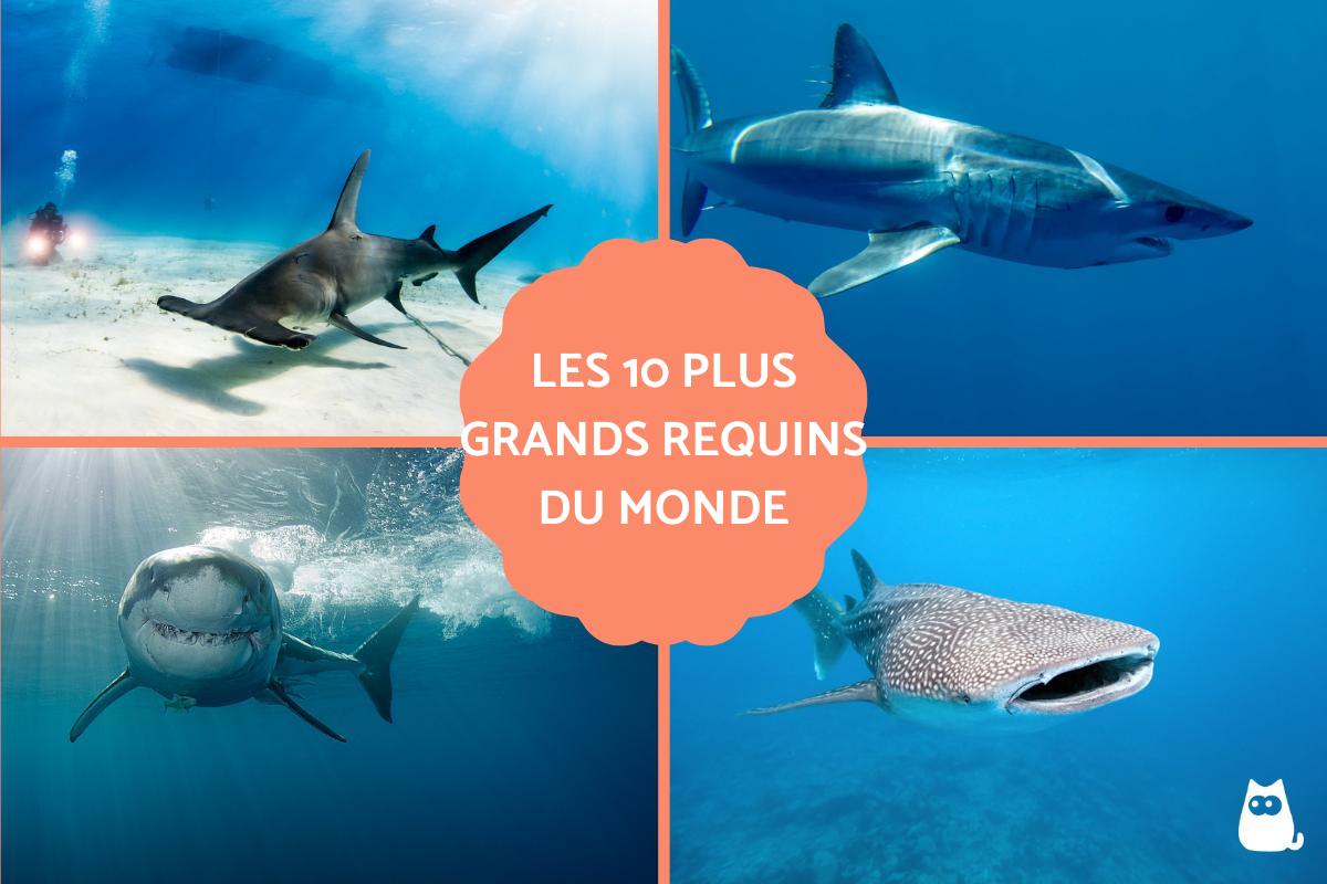 Les 10 plus grands requins du monde