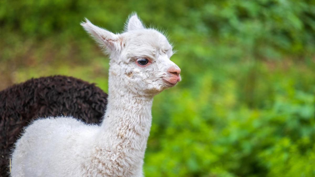 Les animaux les plus mignons du monde - Top 35 avec photos