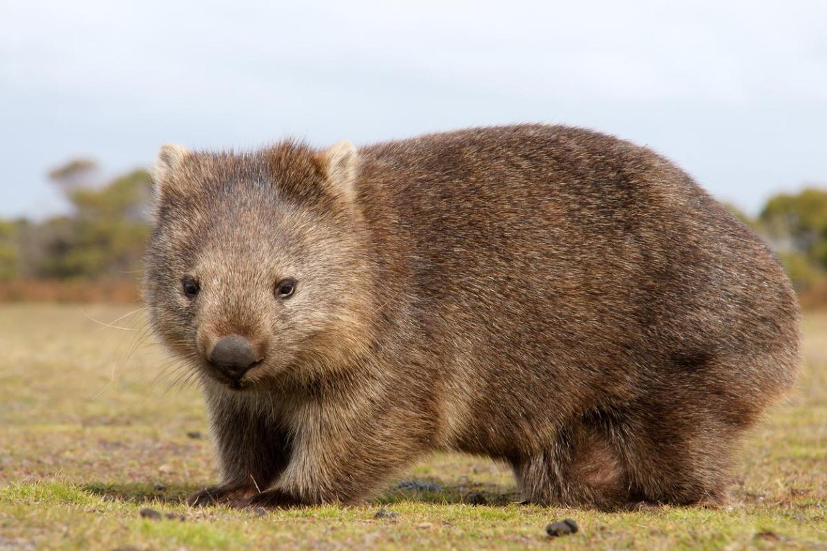 Wombat - Types, caractéristiques, habitat et curiosités