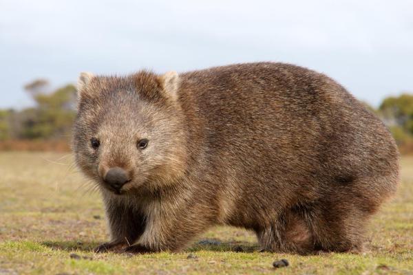Wombat - Types, caractéristiques, habitat et curiosités