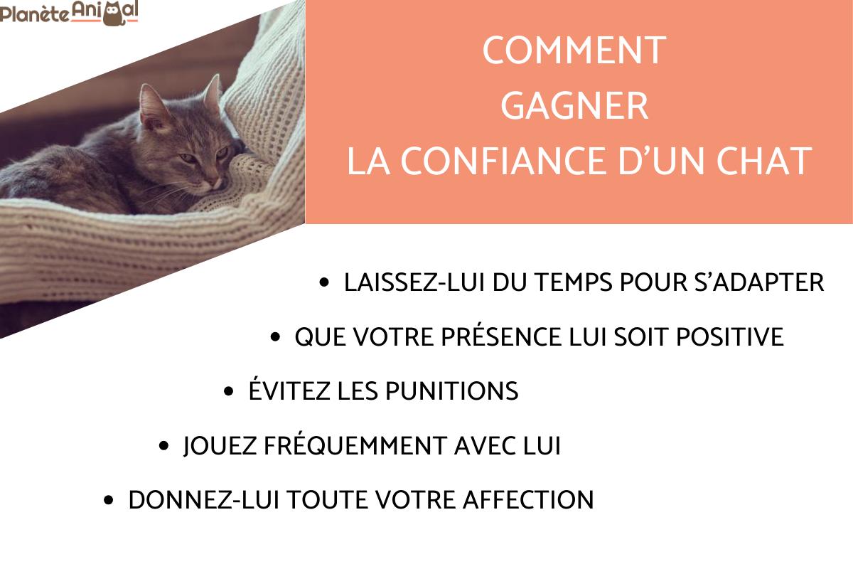 5 conseils pour gagner la confiance d'un chat