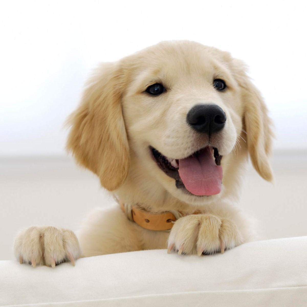 Comment bien socialiser son chiot ?