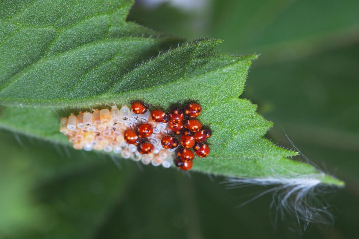 Reproduction de la coccinelle
