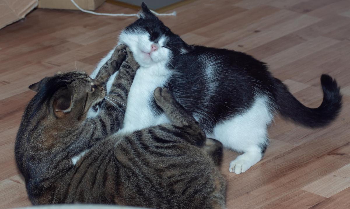 Pourquoi les chats se mordent entre eux ?