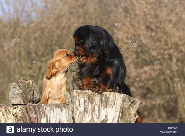 Cavalier King Charles : 11 choses à savoir - Le Cavalier King Charles est très sociable