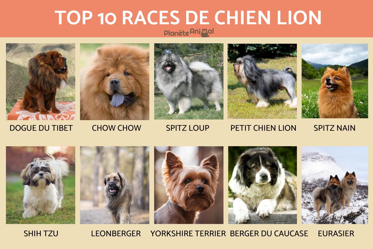 Chien lion - 10 races avec photos