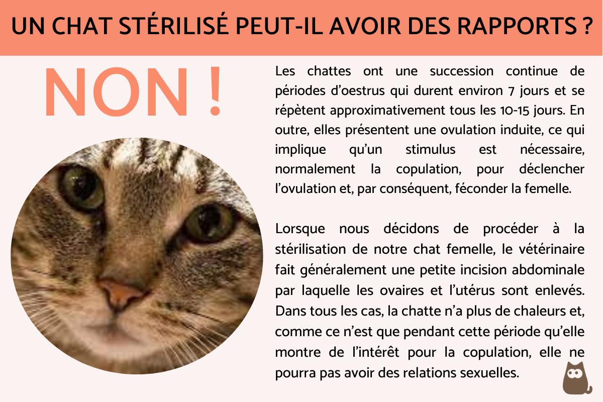 Un chat stérilisé peut-il avoir des rapports ?