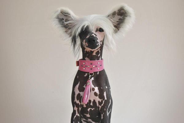 Taches noires sur le ventre du chien : causes et que faire - 1. Hyperpigmentation bénigne