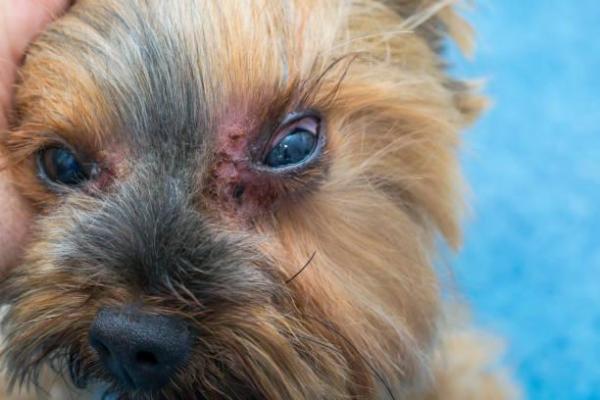 Taches noires sur le ventre du chien : causes et que faire - 2. Infections
