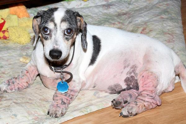 Taches noires sur le ventre du chien : causes et que faire - 3. Hypersensibilité ou allergie