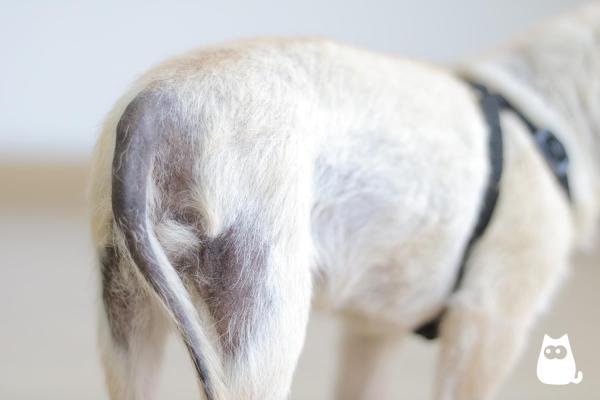Taches noires sur le ventre du chien : causes et que faire - 4. Syndrome de Cushing