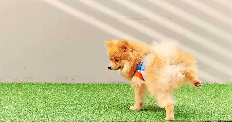 Comment ÉLIMINER l'odeur d'URINE de chien - 14 TECHNIQUES