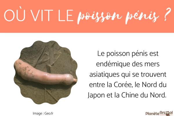 Poisson P nis Description Caract ristique Et Photos