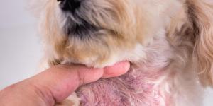 Taches noires sur le ventre du chien : causes et que faire