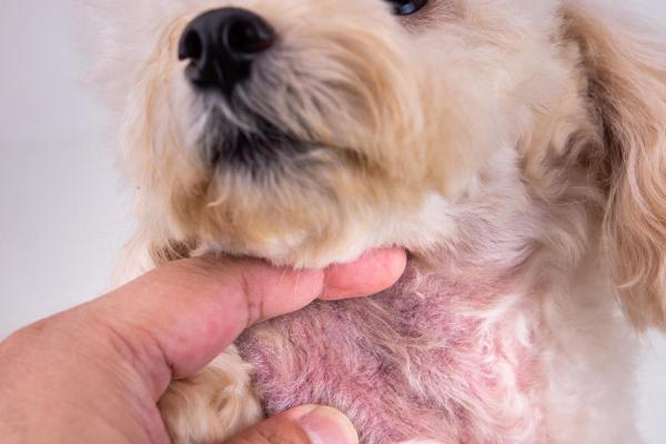 Taches noires sur le ventre du chien : causes et que faire