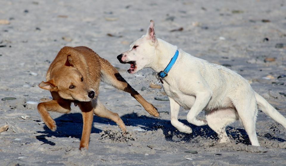 Mon chien me grogne dessus causes et solutions
