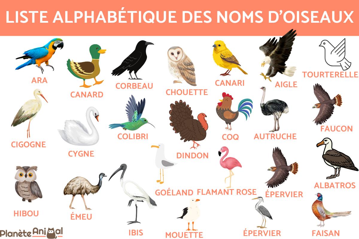 LISTE ALPHAB TIQUE Des NOMS D OISEAUX Plus De 400 ESP CES D OISEAUX
