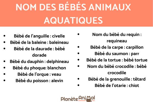 Bébés animaux - Nom et photos - Noms des bébés animaux des animaux aquatiques et marins