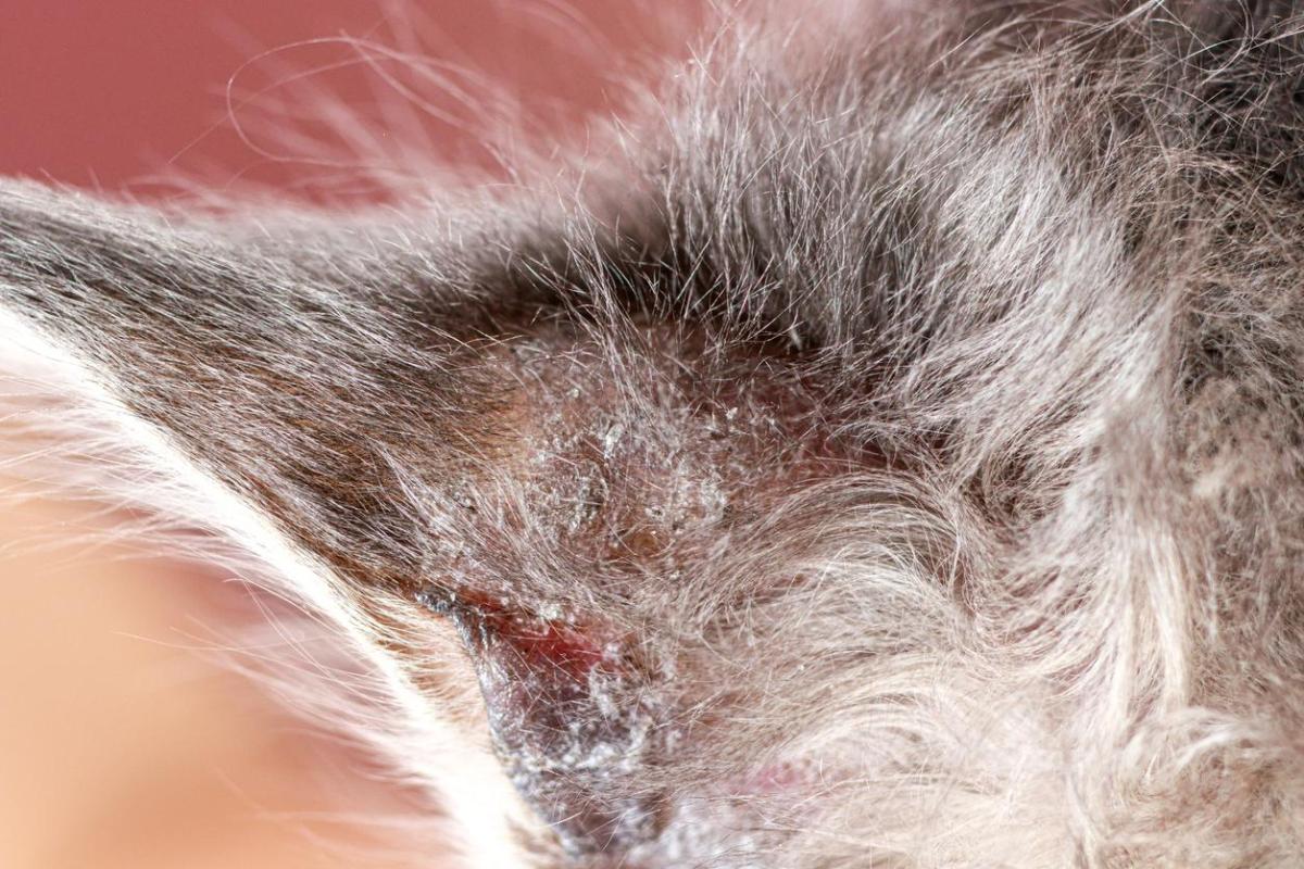 Dermatite atopique chez le chat - Symptômes et traitement