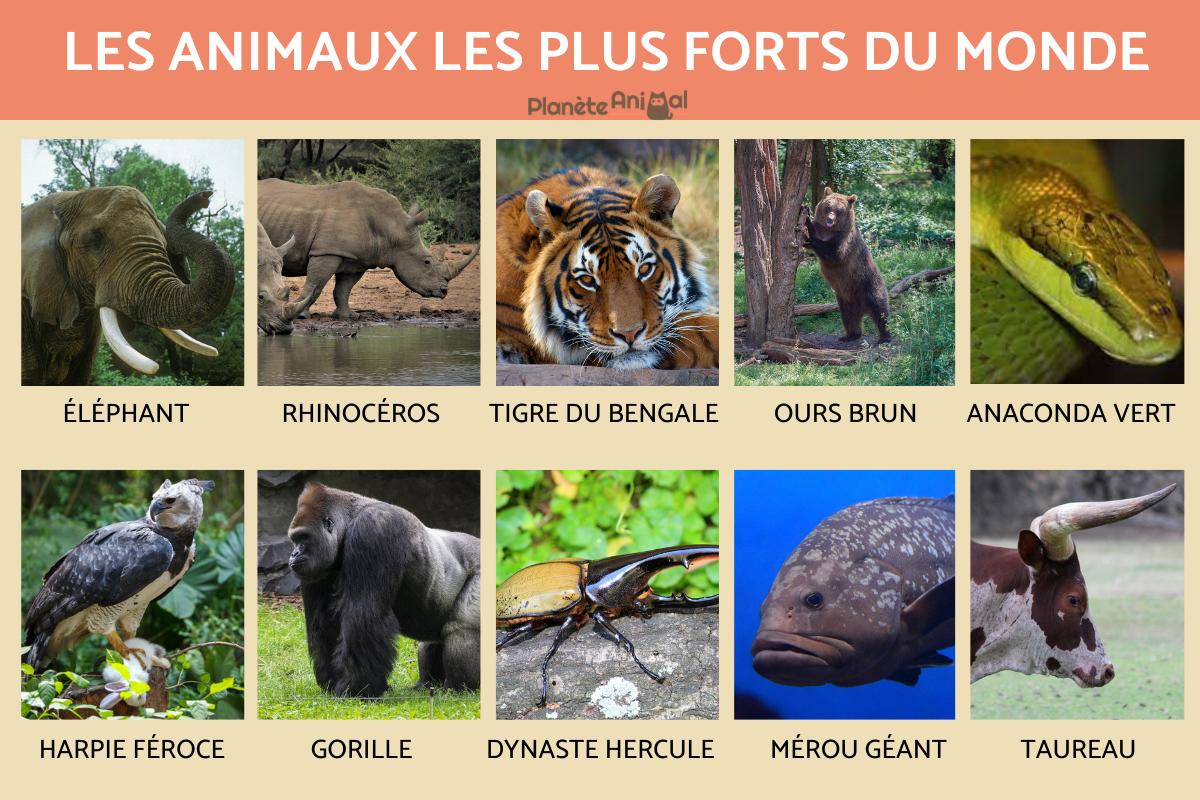 Quel est l'animal le plus fort du monde ?