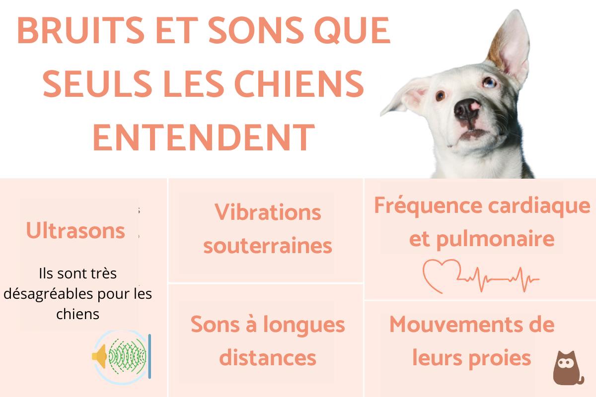 Sons et bruits que seuls les chiens entendent