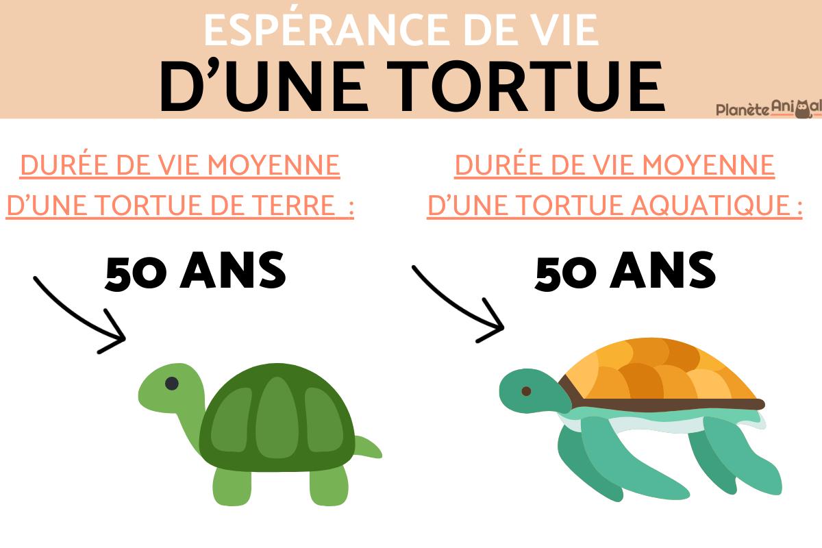 Combien de temps vit une TORTUE TERRESTRE ou d