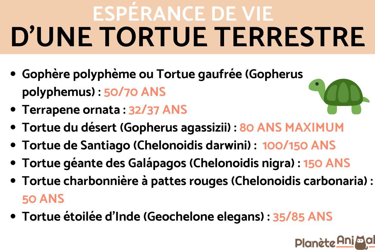 Combien de temps vit une TORTUE TERRESTRE ou d