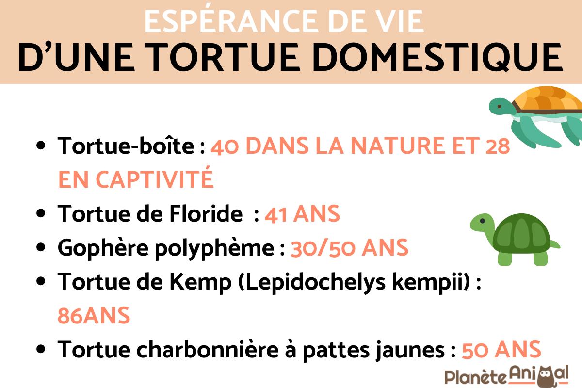 Combien de temps vit une TORTUE TERRESTRE ou d