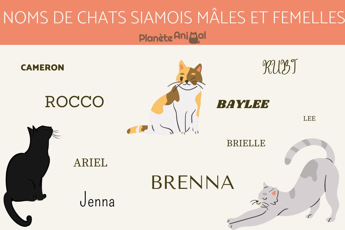 Noms de chats siamois mâles et femelles