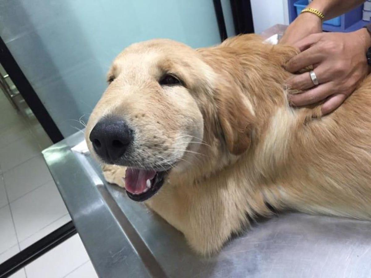 Choc anaphylactique du chien - Symptômes et traitement