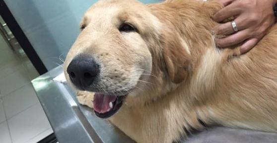 Choc anaphylactique du chien - Symptômes et traitement