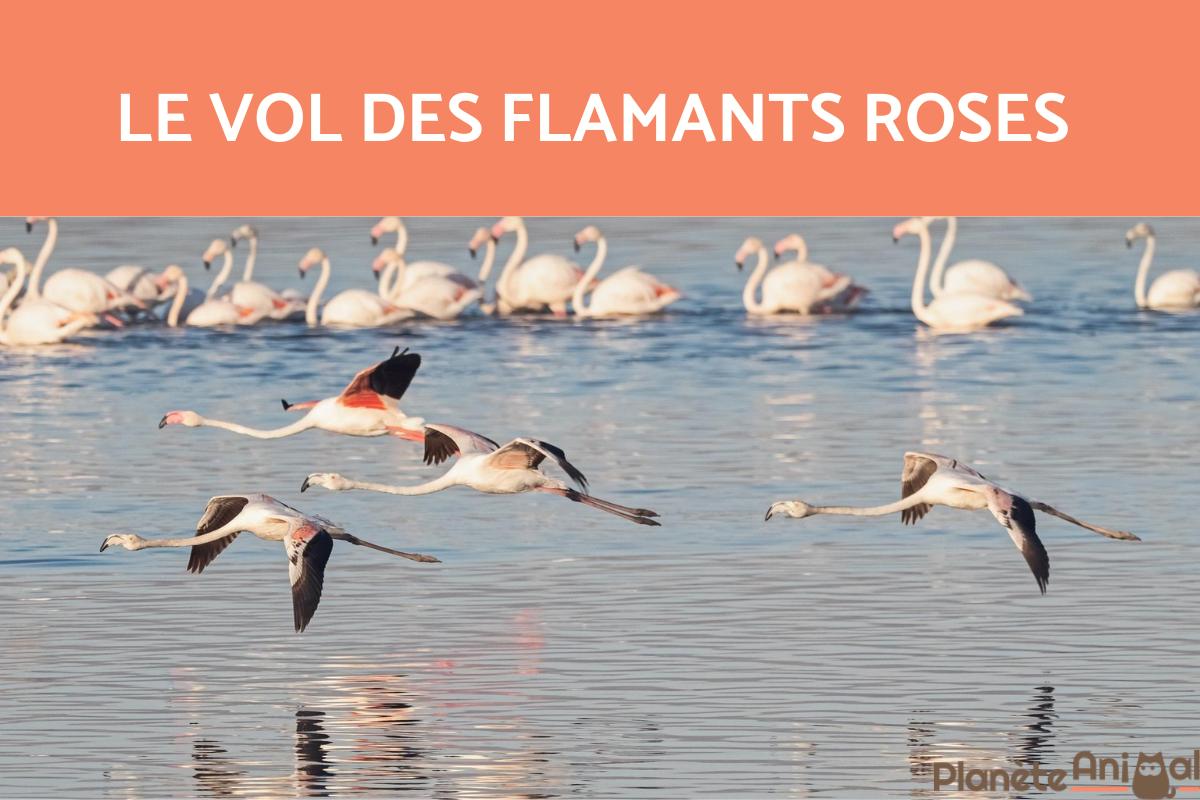 Les flamants roses peuvent-ils voler ?