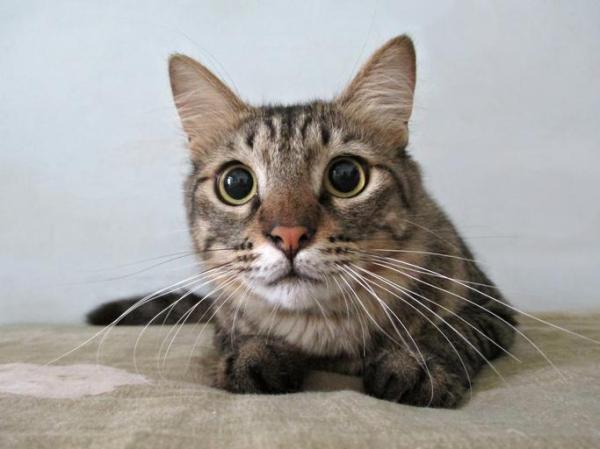 Pourquoi mon chat a les pupilles dilatées ?