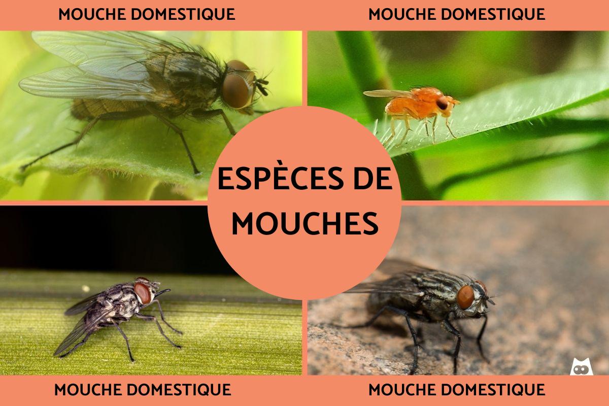 Espèces de mouches
