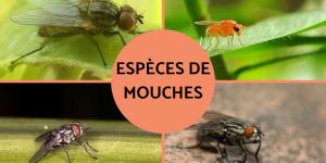 Espèces de mouches