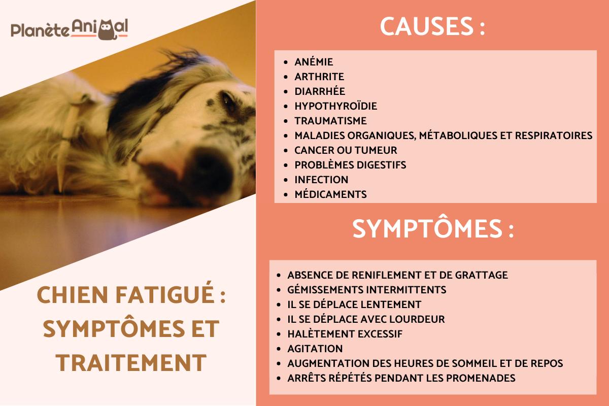 Chien fatigué : symptômes et traitement